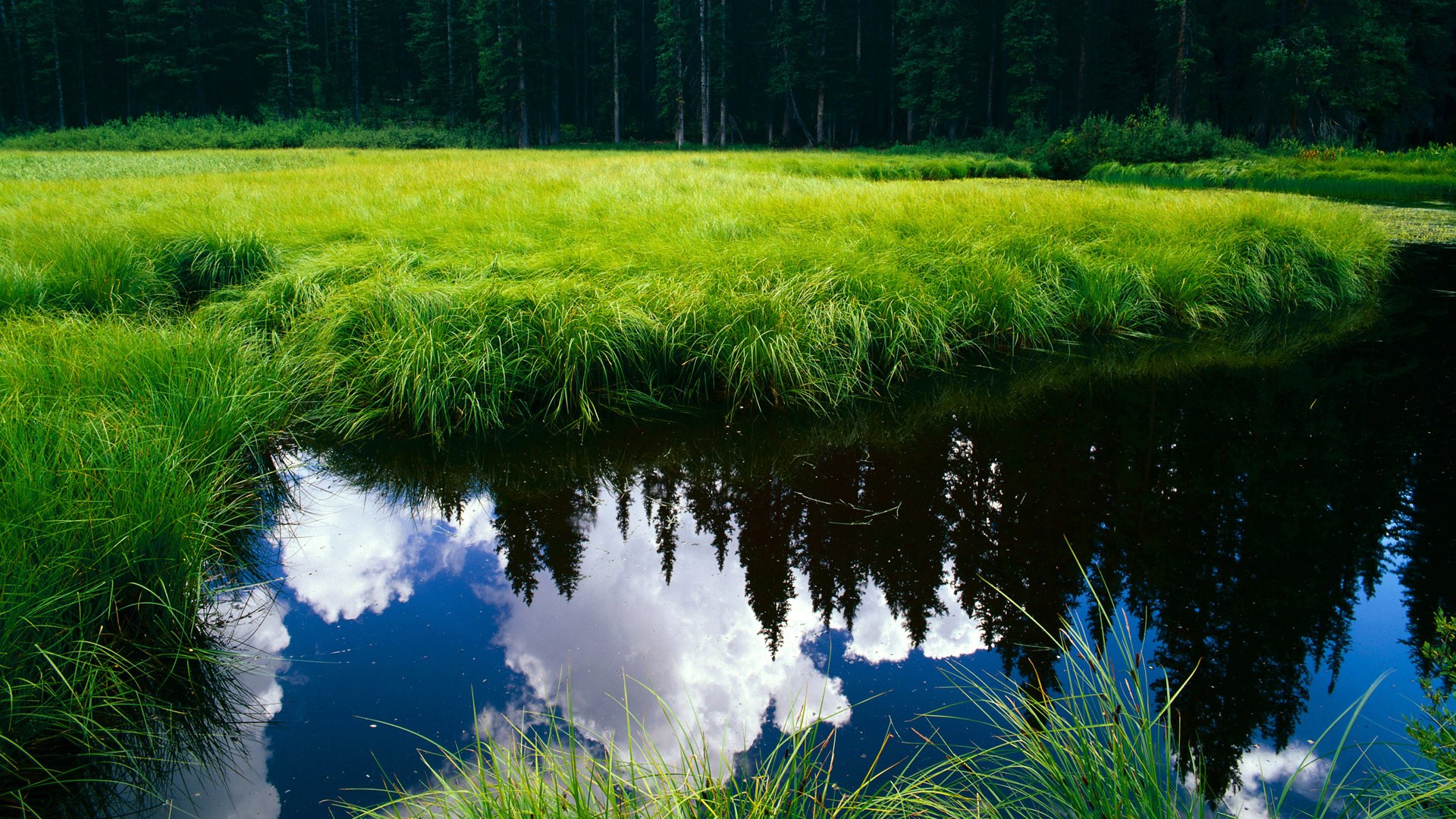 努涅斯，从冷雨中的看客到温布利英雄