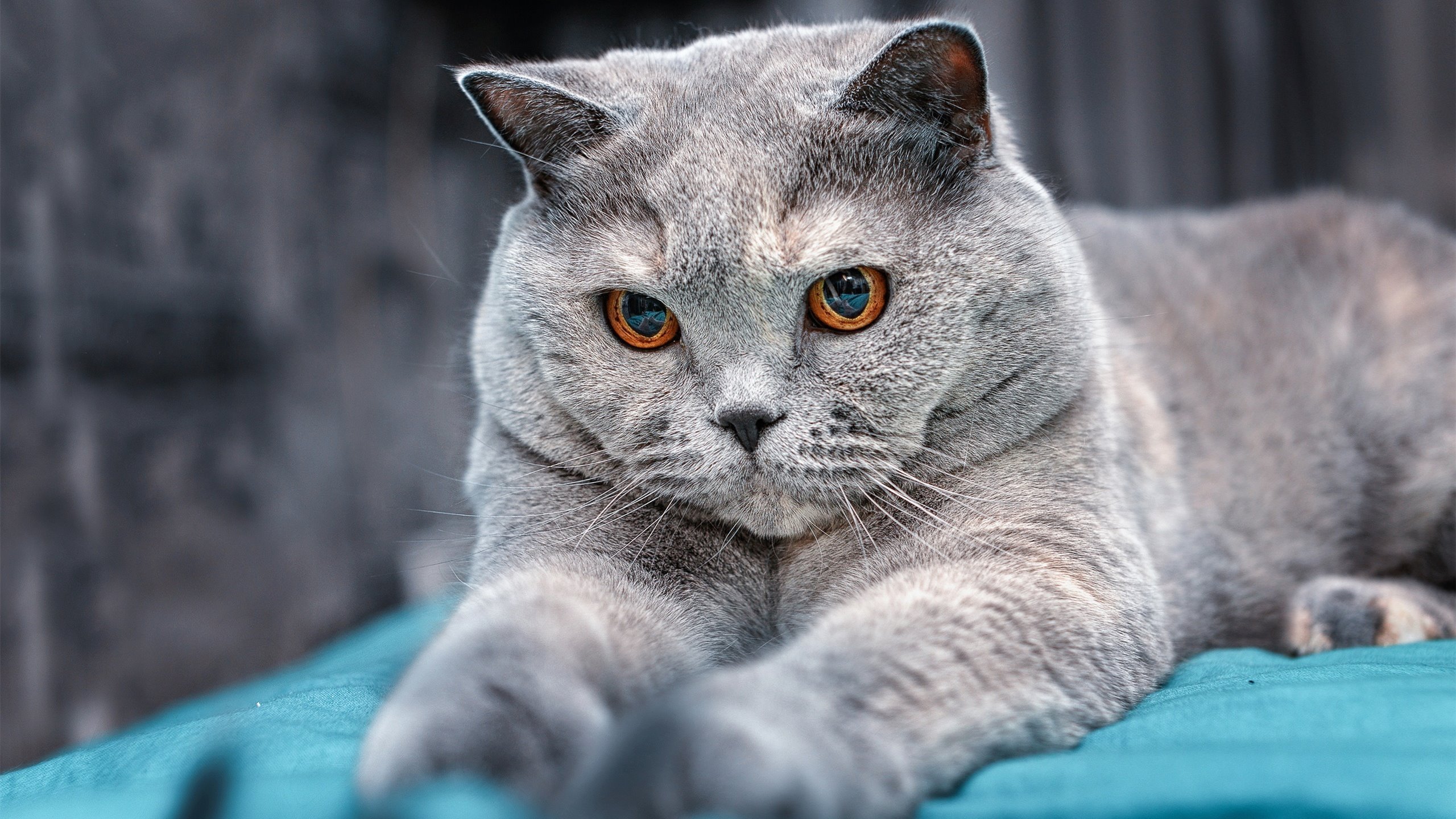 开云体育-双面征服，拉亚9次神扑封神，摩纳哥战术蓝图3-0碾压马赛