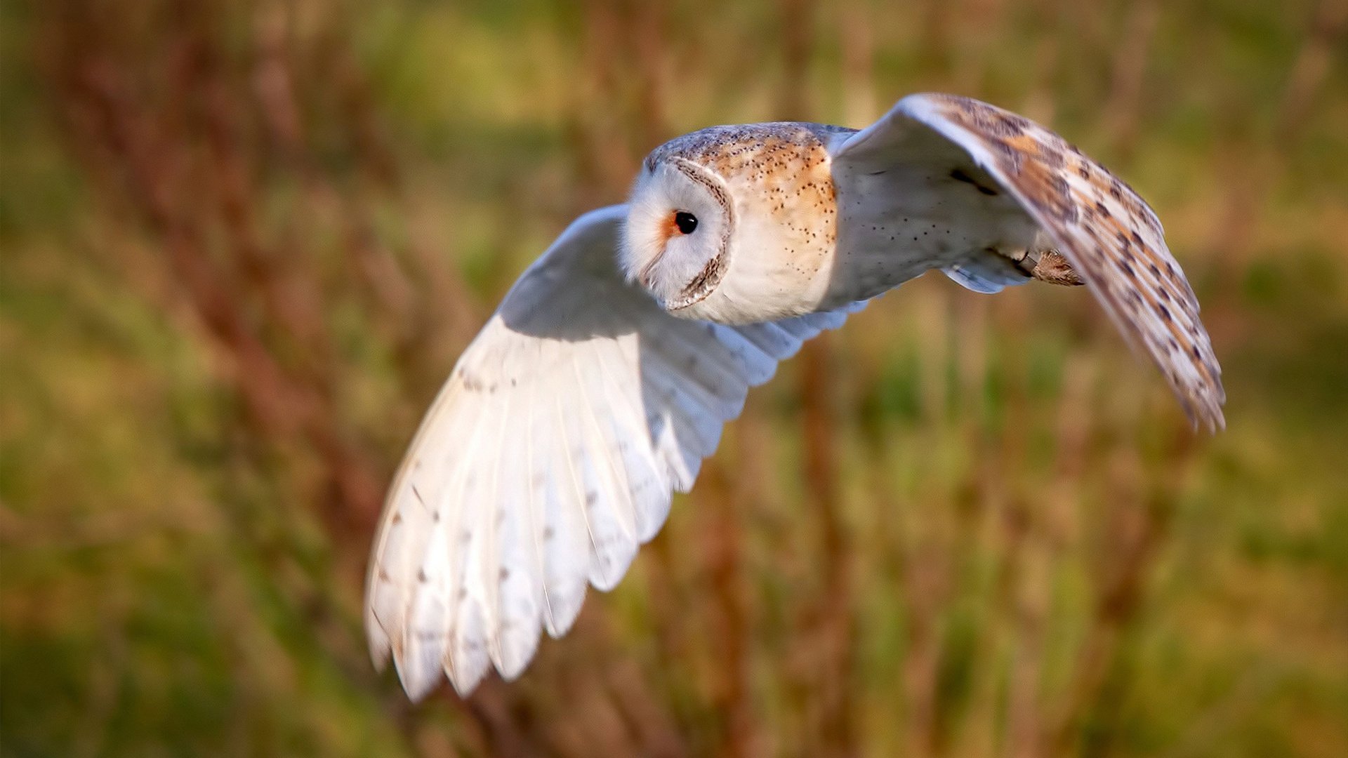 新神巴尔韦德，当数据风暴吞噬法兰西，北欧铁骑踏碎巴黎神话