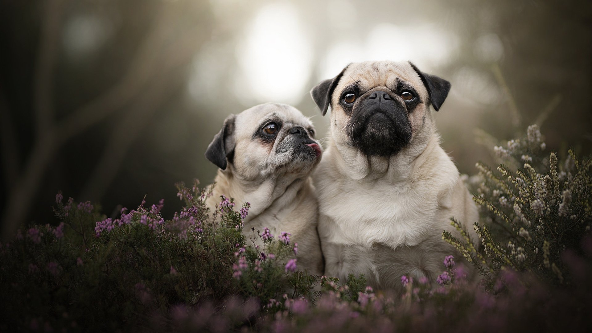 跨界王者的诞生，当活塞粉碎骑士，欧文正在英超接管冠军之战