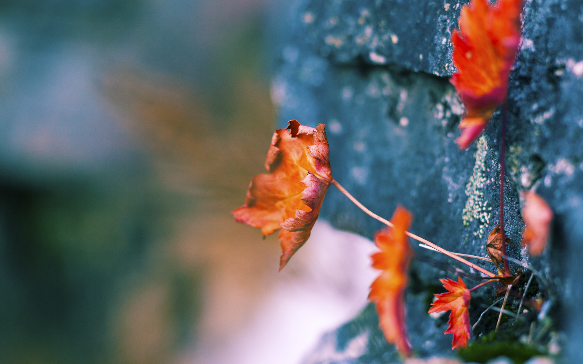 当利刃斩碎钝盾，武切维奇如何用现代中锋的方式击穿灰熊的铁血防线？