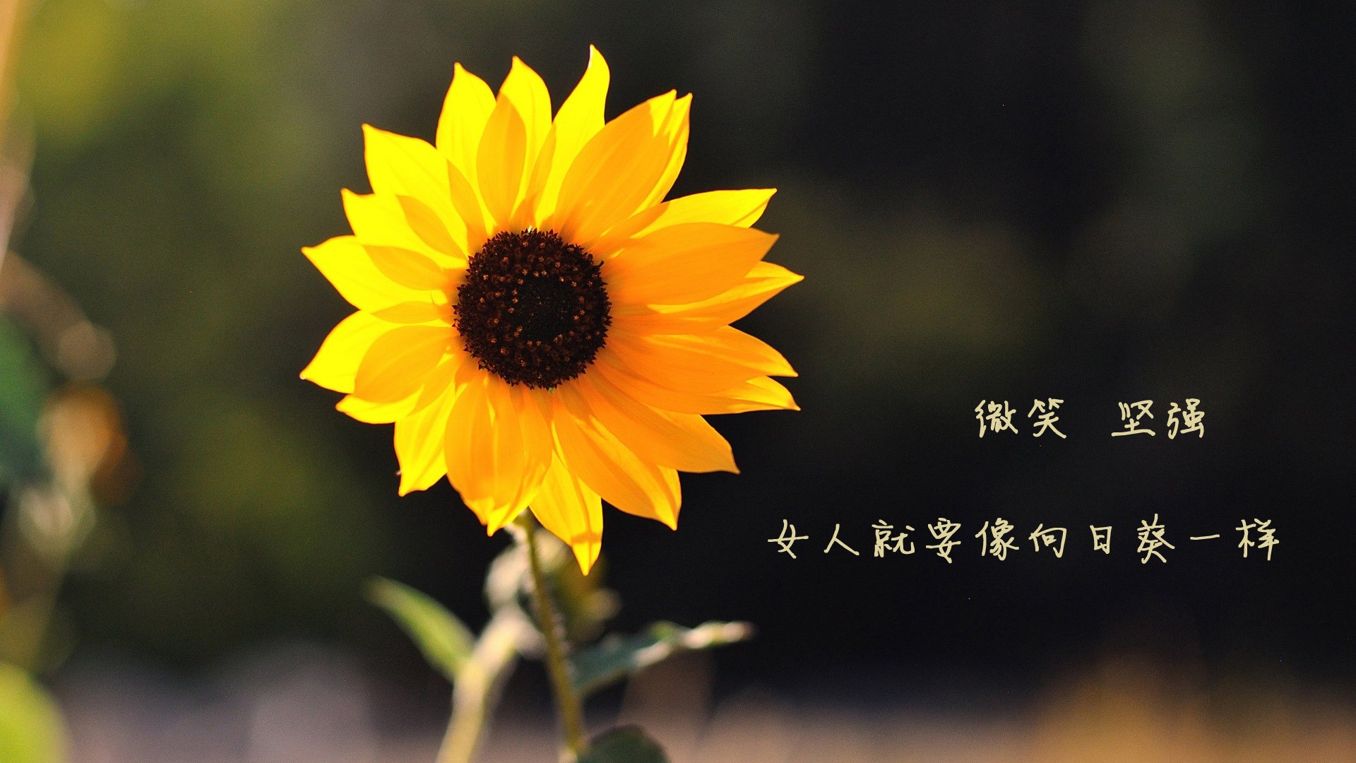 开云体育中国-铜墙铁壁！广厦窒息防守锁死步行者 切特1.8秒绝杀定乾坤