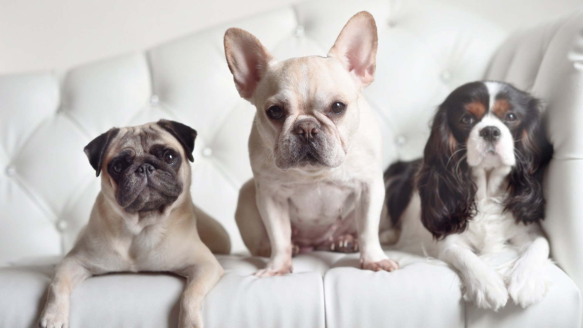 无剧本的绿茵神话,当奇迹踢走预测,神祇决定结局