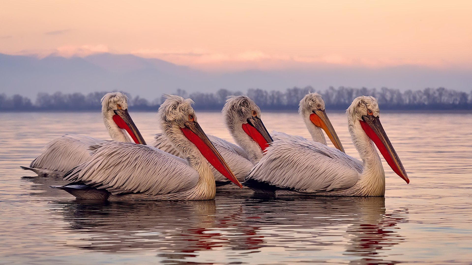 外来者之夜,武切维奇三分雨撕碎灰熊,诠释勇士终极哲学