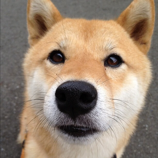 节奏之争与尖刀破局,篮网掌控全局,锡安连斩太阳于关键节点