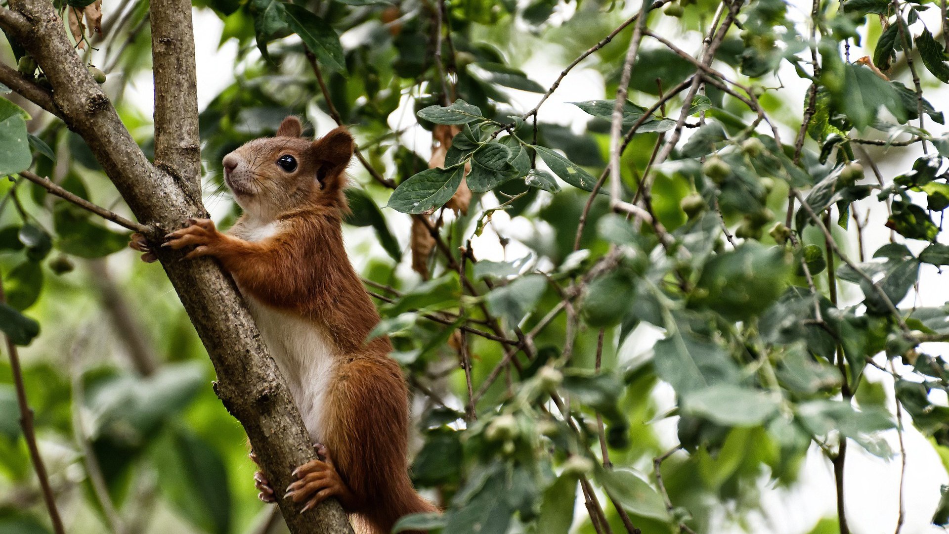 开云sport-北欧风暴席卷南美，厄德高领衔挪威青年军，皇家社会战术革命击沉委内瑞拉