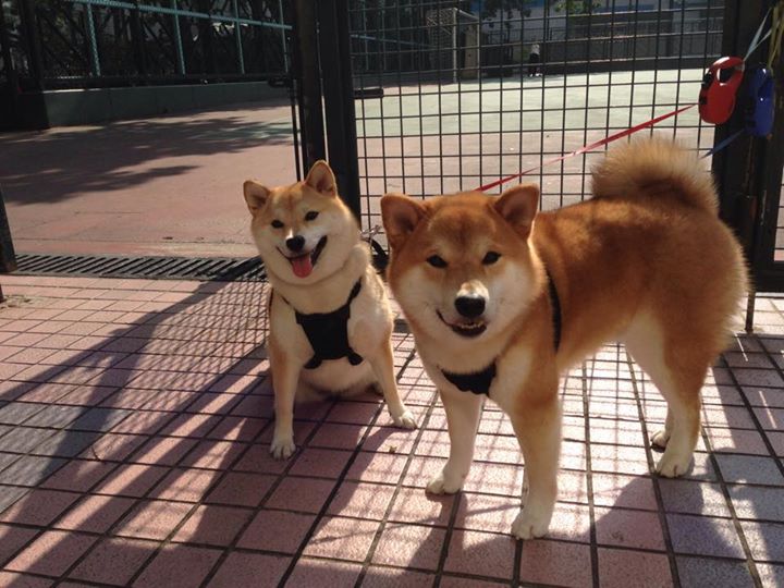 北欧风暴席卷南美，厄德高领衔挪威青年军，皇家社会战术革命击沉委内瑞拉